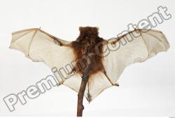 European Bat - Barbastella barbastellus